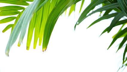 Vibrant green palm leaves against clean white background