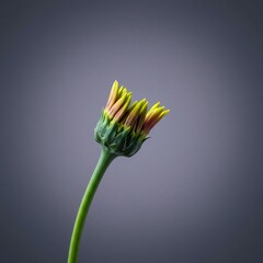 A solitary, tightly closed flower bud shows the pure potential of future colorful growth against a smooth, quiet backdrop, fragile, quiet, pure