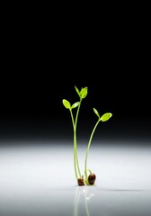 Delicate plant growth emerging from a smooth, bright empty surface, symbolizing potential, new beginnings, opportunity, and natural purity, natural, beginning, emerging