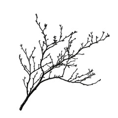 Delicate Branch Silhouette Against Transparent Background Showcasing Fine Textural Details and Organic Form