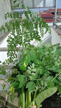 Freshly Picked Moringa and Papaya Leaves