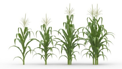 Fototapeta premium Corn Plants on White - Agriculture, Farming, Nature, Maize, Isolated