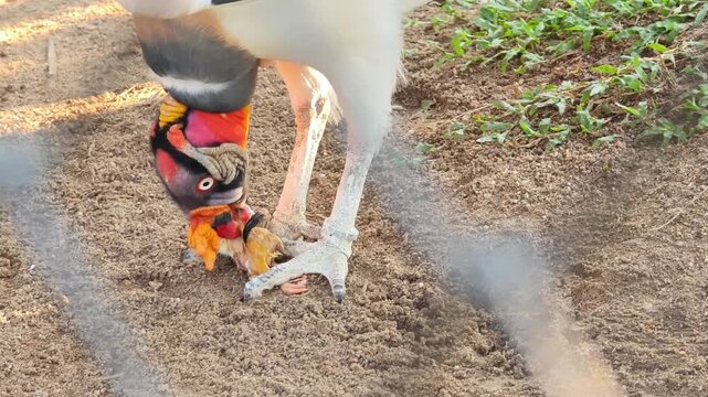A rare king vulture is feeding on prey on the ground.