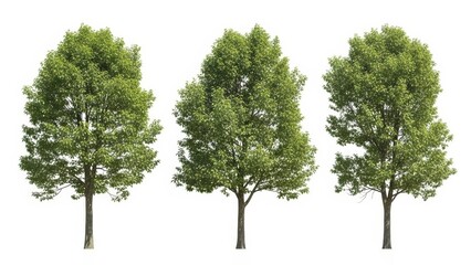 Obraz premium Three Green Trees on White Background, Isolated, Nature, Summer