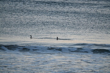 Naklejka premium Two black water birds fishing in the sea in the morning 