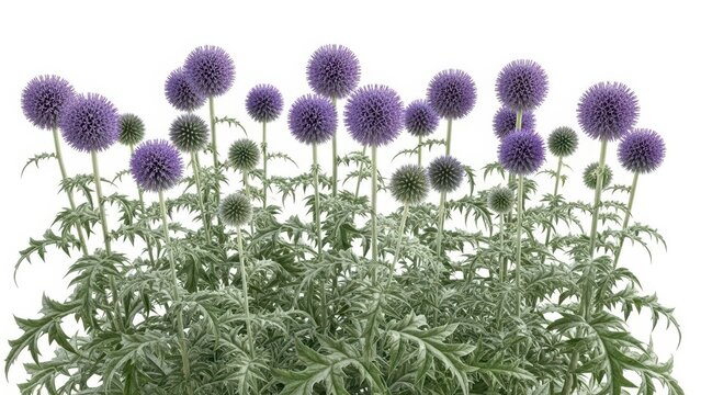 Purple Globe Thistle Flowers on White, Echinops Background