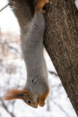 squirrel on a tree