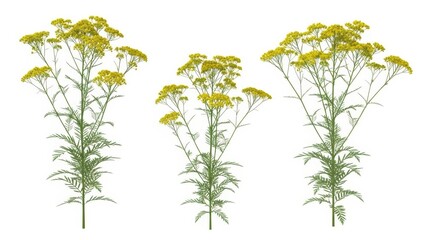 Naklejka premium Tansy Flowers Isolated on White - Tanacetum Vulgare, Medicinal Plant, Wildflower