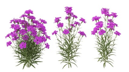 Naklejka premium Purple Dianthus Flowers Set, Isolated, Floral Elements, Summer Bloom