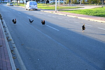 Chickens on the streets of the Spanish city of Torrevieja
