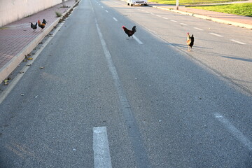 Chickens on the streets of the Spanish city of Torrevieja
