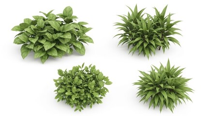 Obraz premium Green Bushes on White Background - Plant, Bush, Foliage, 3D Render