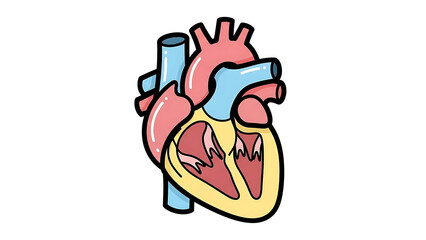 Obraz premium Vibrant anatomical illustration of the human heart, meticulously depicting its internal chambers, major arteries, and veins, ideal for educational resources and health-related content