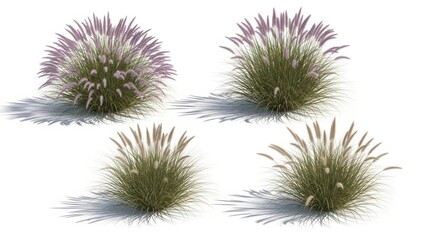 Ornamental Grasses Pennisetum Setaceum Rubrum, Isolated on White, 3D Render