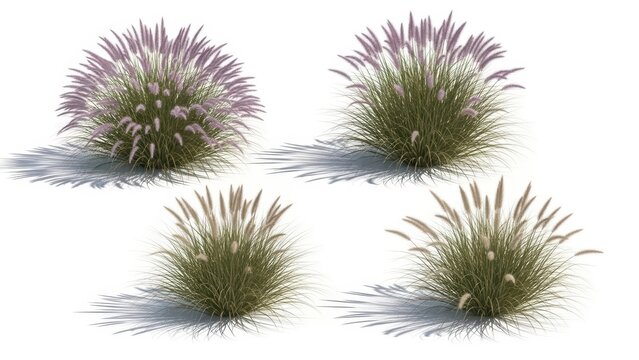 Ornamental Grasses Pennisetum Setaceum Rubrum, Isolated on White, 3D Render