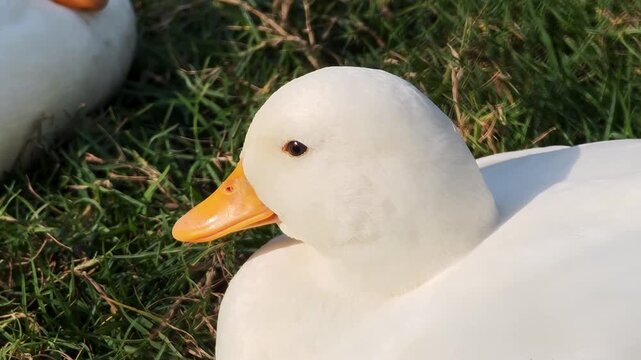 Close-up view of a call duck sleeping on the grass.