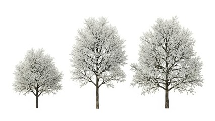Obraz premium Winter Trees Isolated on White Background - Frosty Forest in Snow