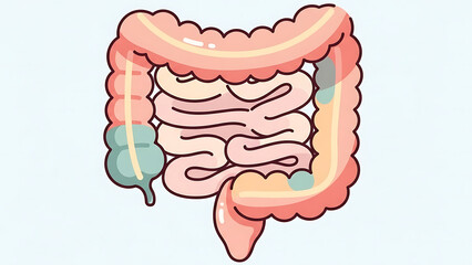 Illustration of the large intestine, medical anatomy depiction of the digestive system