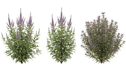 Veronica Flowers, Purple Flowers, Plant, Isolated on White, Botanical, Floral, Nature