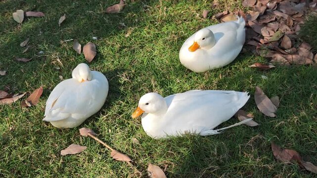 A flock of call ducks is sleeping on the grass.