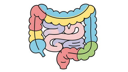 Illustration of the human digestive system, a detailed depiction of the intestines