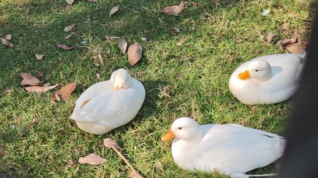 A flock of call ducks is sleeping on the grass.