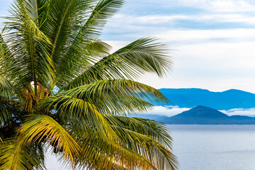 Obraz premium Palm tree by the sea beach horizon Ilha Grande Brazil.