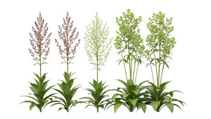 Naklejka premium Wildflowers Collection Isolated Lush Green Plants on White Background, Botanical Elements