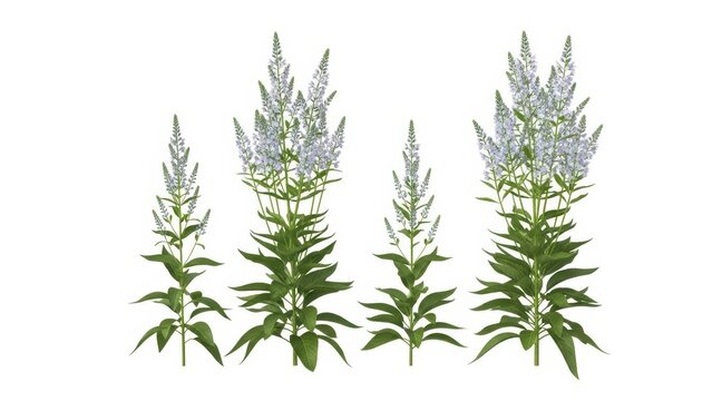 White Culver's Root Plants Isolated on White, Botanical Illustration