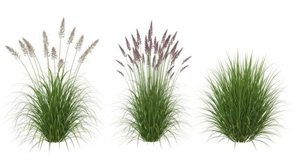 Ornamental Grasses Isolated on White Background Decorative Plants