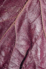 Macro close up of a red leaf showing detailed vein structure and natural surface texture. The vibrant color and organic design make it ideal for botanical, decorative, or abstract backgrounds.