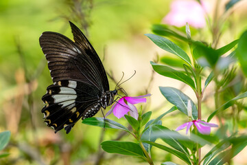 Yellow Helen - Papilio chaon, bueatiful large swallowtail butterfly native to meadows and bushes of Asia, Cat Ba island, Vietnam.