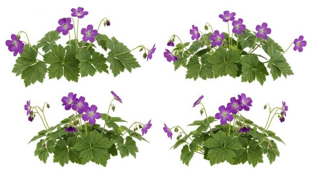 Purple Geranium Flowers Isolated on White, Floral Border, Gardening Concept