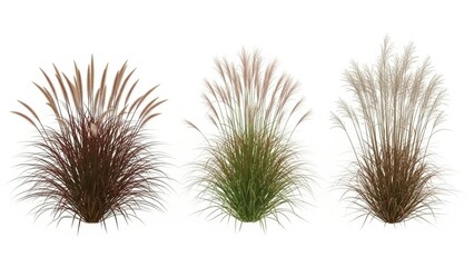 Obraz premium Ornamental Grasses Isolated on White Pennisetum, Pampas, and Decorative Plant Varieties
