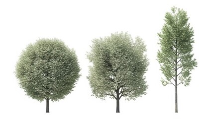 3D Rendered Trees Isolated White Background, Nature, Forest, Ecology