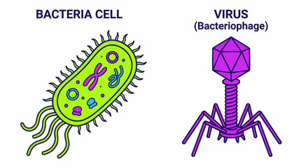 Bacteria cell and bacteriophage virus comparison vector illustration