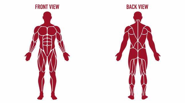 Male human muscular system front and back view vector illustration