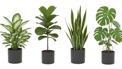 Obraz premium Houseplants Set Fiddle Leaf Fig, Snake Plant, Monstera, Dieffenbachia Isolated