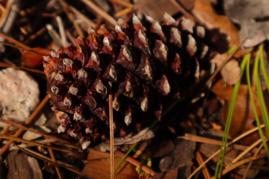 close up of pine cone - Powered by Adobe