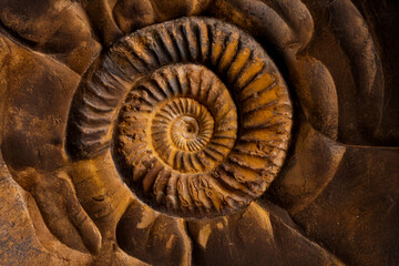 Extreme macro detail of a prehistoric ammonite shell showcasing the intricate symmetrical ridges and mineralized textures of an ancient cephalopod