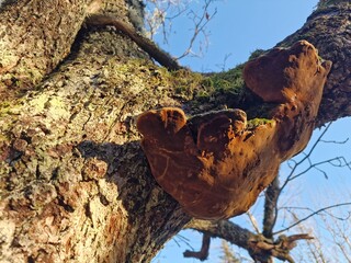 Phellinus robustus on oak