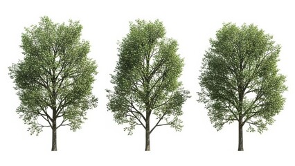 Obraz premium Trees Isolated on White Background - Various Green Trees, Nature Illustration