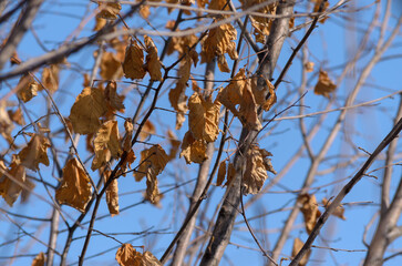 branches with dry yellow leaves against a blue sky background