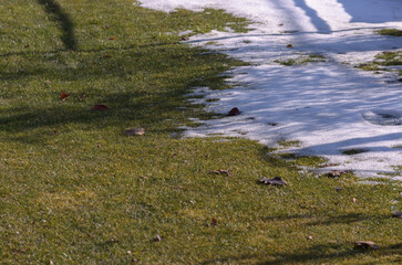 lawn with snow in sunlight and with shadows