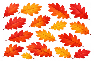 Autumn oak foliage pattern featuring vibrant red and orange leaves creating a seasonal background, transparent