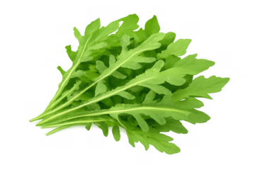 Fresh green arugula leaves creating a healthy organic salad ingredient with a transparent background