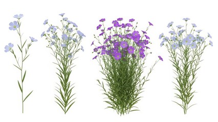 Naklejka premium Flax Flowers Collection Delicate Blue and Purple Blooms, Isolated on White Background