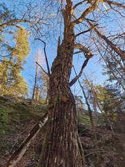 Haploporus odorus on old salix 