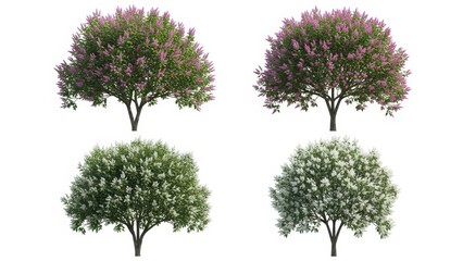 Fototapeta premium Lilac Trees Isolated on White Blooming Lilac Bush, Spring Flowers, Floral Design