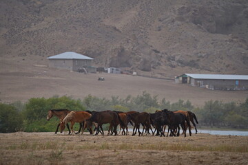 Obraz premium A small herd of young horses in a mountainous area, the beginning of a sandstorm.